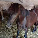 펜션 Poni Kucko Vendeghaz Es Minifarm