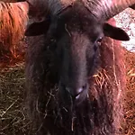 Poni Kucko Vendeghaz Es Minifarm 펜션 *