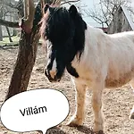 Poni Kucko Vendeghaz Es Minifarm *