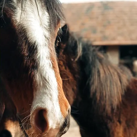 Poni Kucko Vendeghaz Es Minifarm *