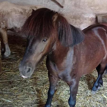Ferienhaus Pony And Minifarm