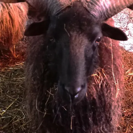 Poni Kucko Vendeghaz Es Minifarm Holiday home *