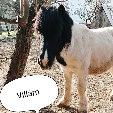 Poni Kucko Vendeghaz Es Minifarm *