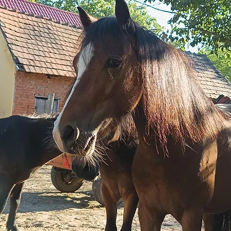 Pony And Minifarm Ferienhaus *