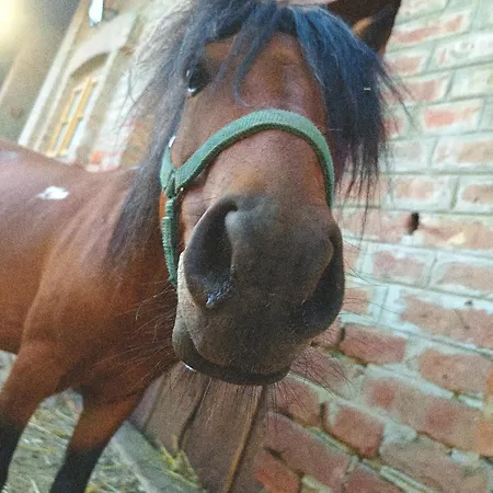 Poni Kucko Vendeghaz Es Minifarm Holiday home *