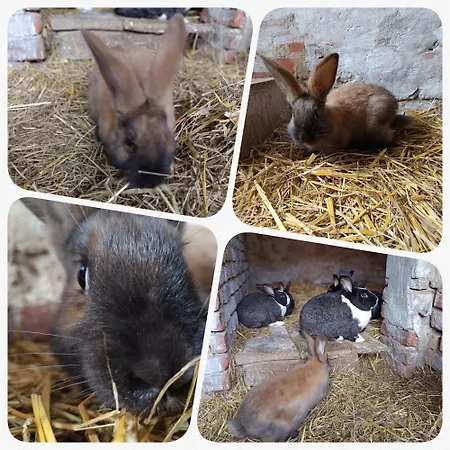Poni Kucko Vendeghaz Es Minifarm *