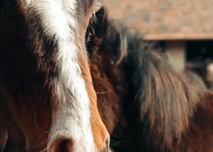 Poni Kucko Vendeghaz Es Minifarm *