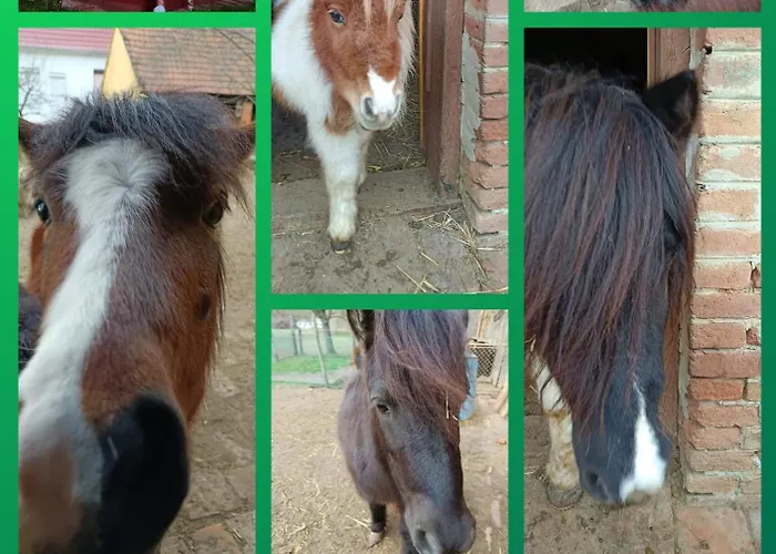 Poni Kucko Vendeghaz Es Minifarm Holiday home