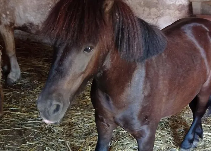 度假居 Poni Kucko Vendeghaz Es Minifarm