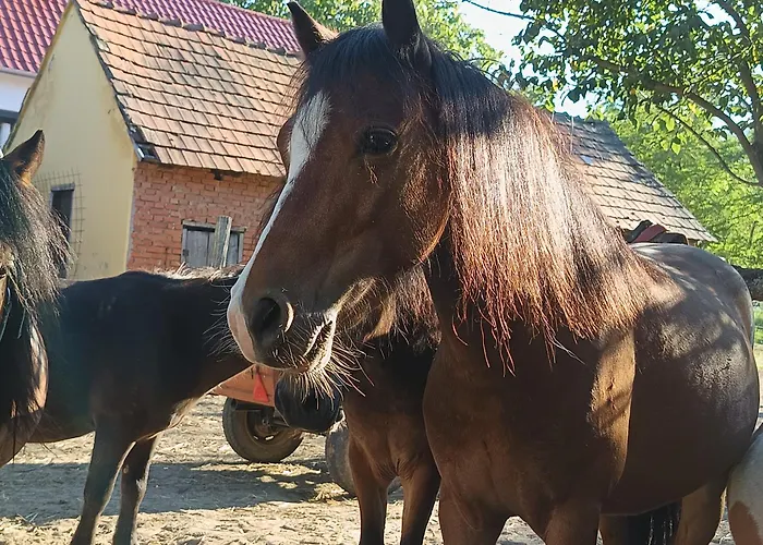 Poni Kucko Vendeghaz Es Minifarm Casa vacanze *