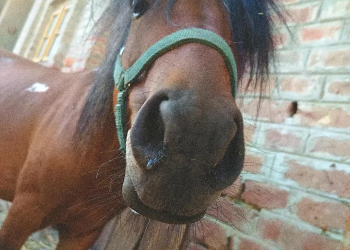Poni Kucko Vendeghaz Es Minifarm 度假居 *